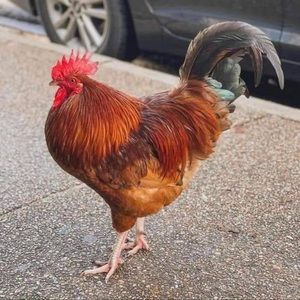 Meet your Posher, Krystal